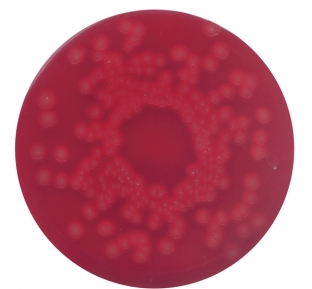 Blood agar (base) no. 2