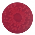 Blood agar (base) no. 2